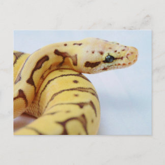 Postal Yellow Ball Python Close