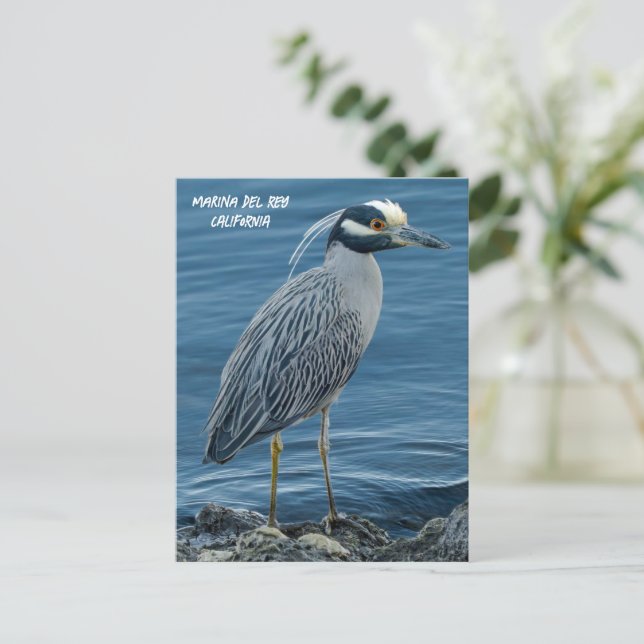 Postal Yellow-Crowned Night Heron- Marina Del Rey, CA (Anverso de pie)