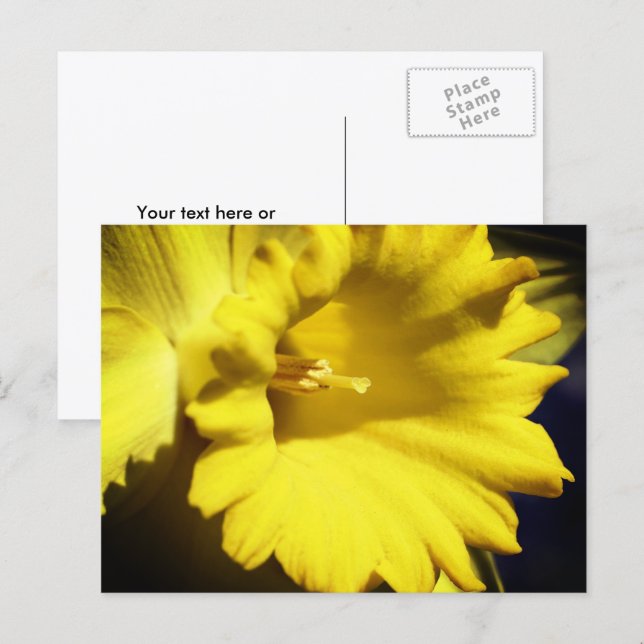 Postal Yellow Daffodil Flower Photography  (Anverso / Reverso)