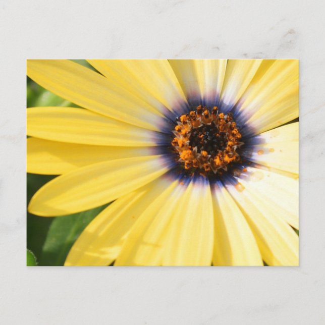 Postal Yellow Daisy (Anverso)