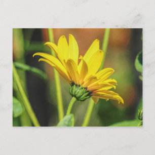 Postal Yellow Daisy