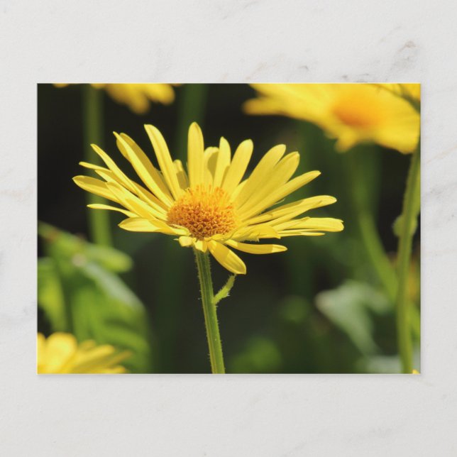 Postal Yellow Daisy (Anverso)
