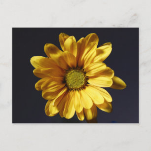 Postal Yellow Gerbera Daisy