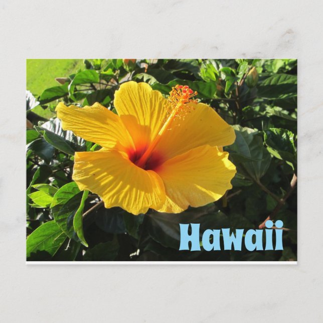 Postal Yellow Hibiscus Flower Hawaii Postcard (Anverso)