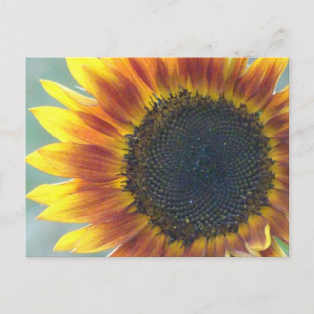 Postal Yellow Naranja Sunflower DIY (Anverso)