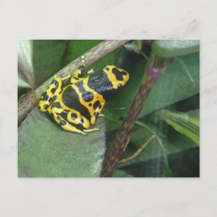 Postal Yellow Poison Dart Arrow Frog