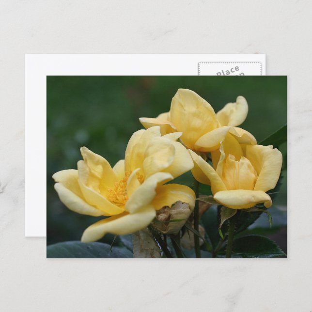 Postal Yellow Rosebuds Flower Photography  (Anverso / Reverso)
