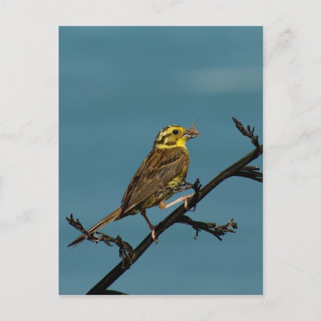 Postal Yellowhammer (Anverso)