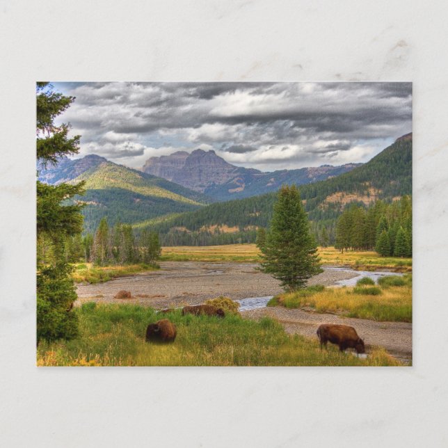 Postal Yellowstone Bison (Anverso)