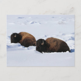 Postal Yellowstone Bison