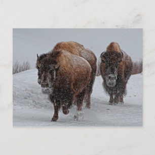 Postal Yellowstone Bison