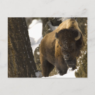 Postal Yellowstone Bison
