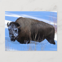 Postal Yellowstone Bison