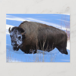 Postal Yellowstone Bison