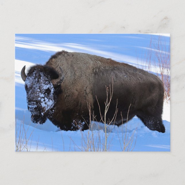 Postal Yellowstone Bison (Anverso)