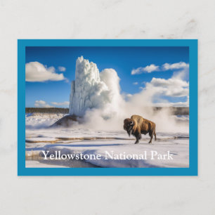 Postal Yellowstone Bison & Geyser