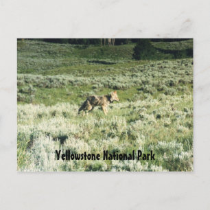 Postal Yellowstone Coyote