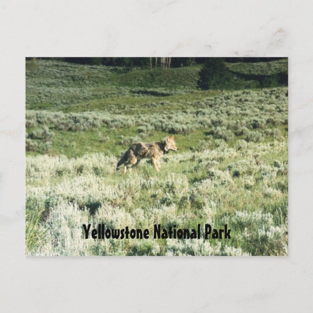 Postal Yellowstone Coyote (Anverso)