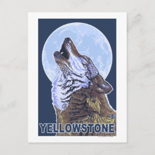 Postal Yellowstone Howling Wolf