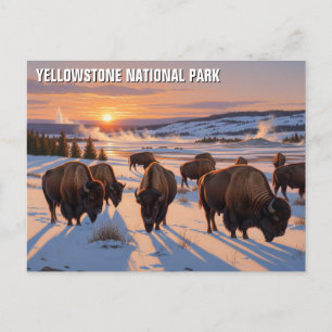 Postal Yellowstone National Park bison