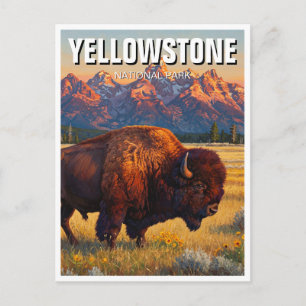 Postal Yellowstone National Park bison