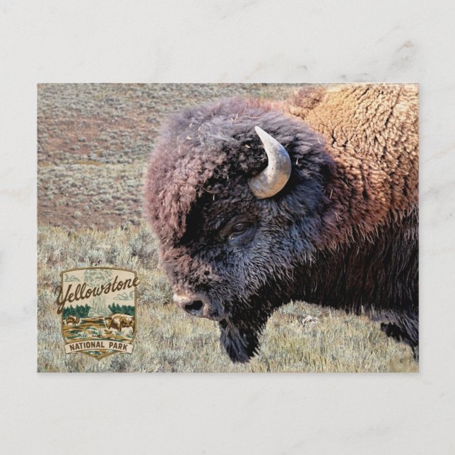 Postal Yellowstone National Park Bison (Anverso)