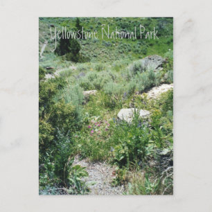 Postal Yellowstone Summer