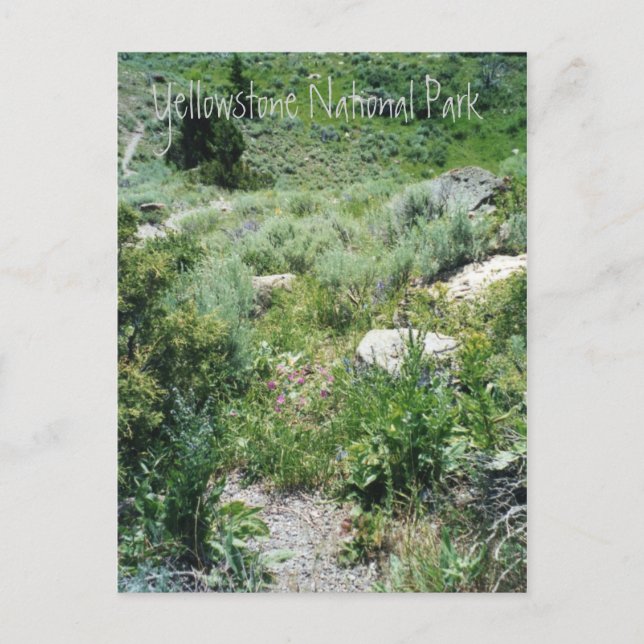 Postal Yellowstone Summer (Anverso)
