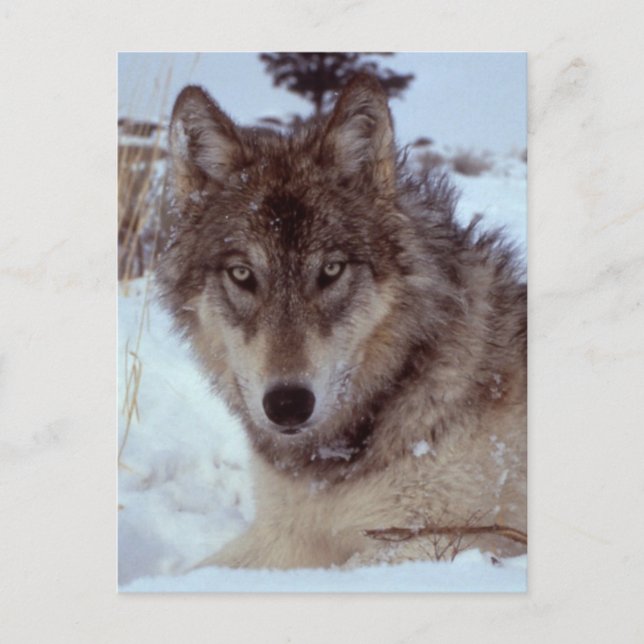 Postal Yellowstone Wolf (Anverso)
