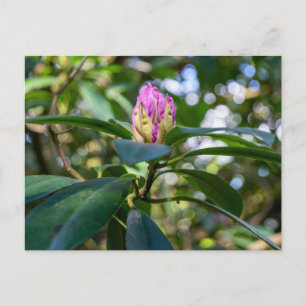 Postal Yema de flor de rododendro