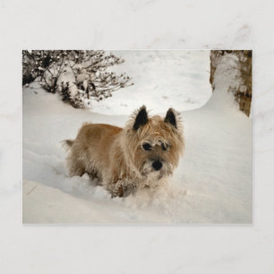 Postal Yeti
