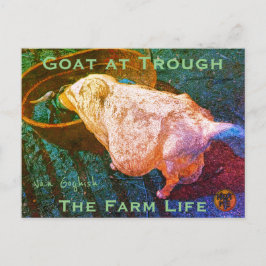Postal YNOTME CABRA VAN GOGHISH EN EL PESebre2a