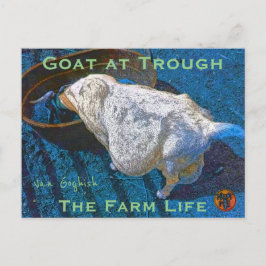 POSTAL YNOTME VAN GOGHISH GOAT AT TROUGH2