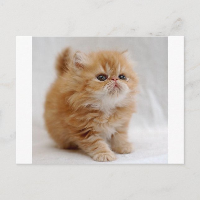 Postal ¡Yo no! Feisty Naranja Persian Kitten (Anverso)
