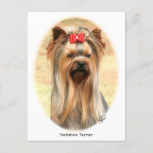 Postal Yorkie