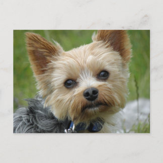 Postal Yorkie