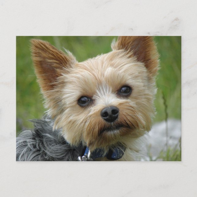 Postal Yorkie (Anverso)