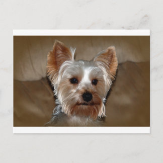 Postal Yorkie