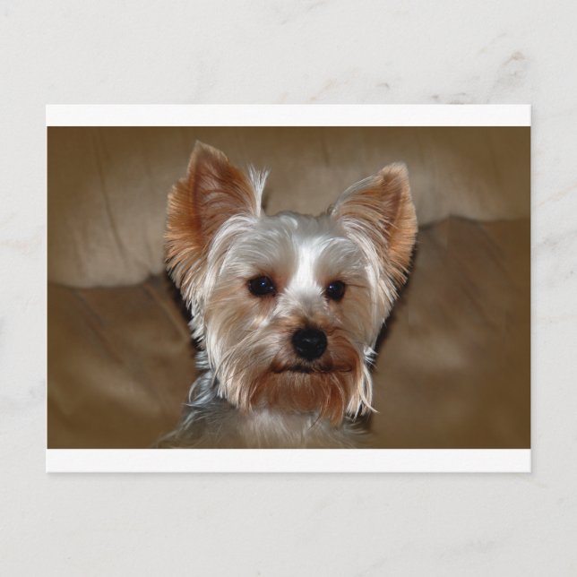 Postal Yorkie (Anverso)