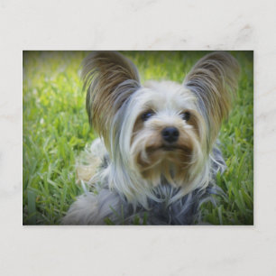 Postal Yorkie