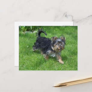 Postal yorkie en movimiento
