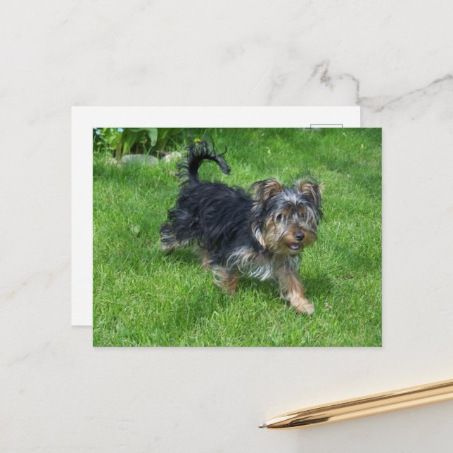 Postal yorkie en movimiento (Anverso/Reverso In Situ)