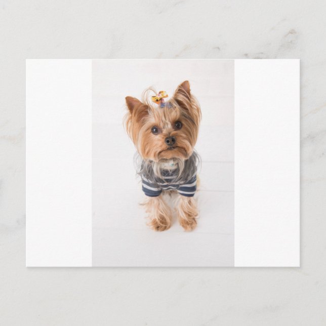 Postal yorkie-in sweater (Anverso)