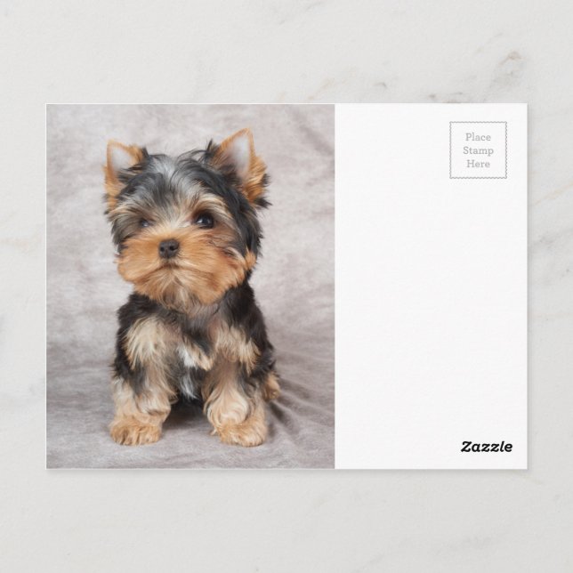 Postal Yorkie maravilloso (Reverso)