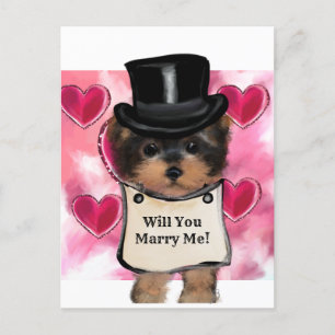 Postal Yorkie Poo