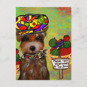 Postal  Yorkie Poo 