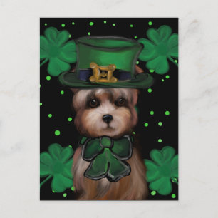 Postal Yorkie  Poo