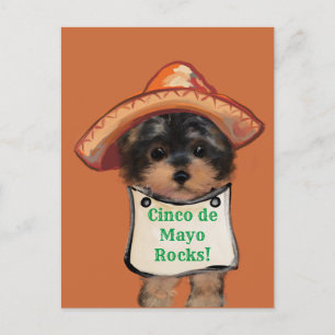 Postal Yorkie Poo