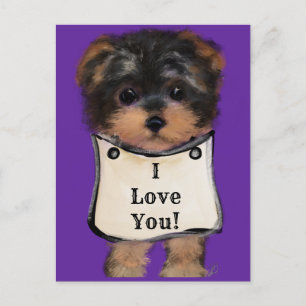 Postal Yorkie Poo