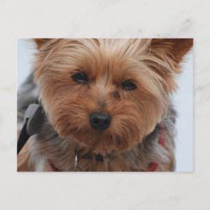 Postal Yorkie Postcard